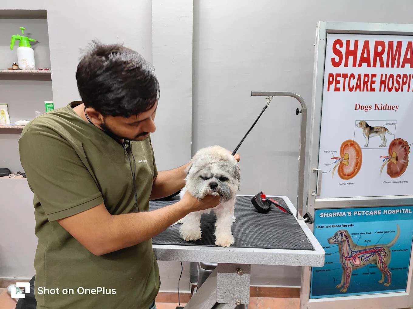 Pet grooming client transformation